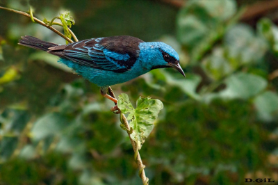 SAÌ AZUL (Dacnis cayana)